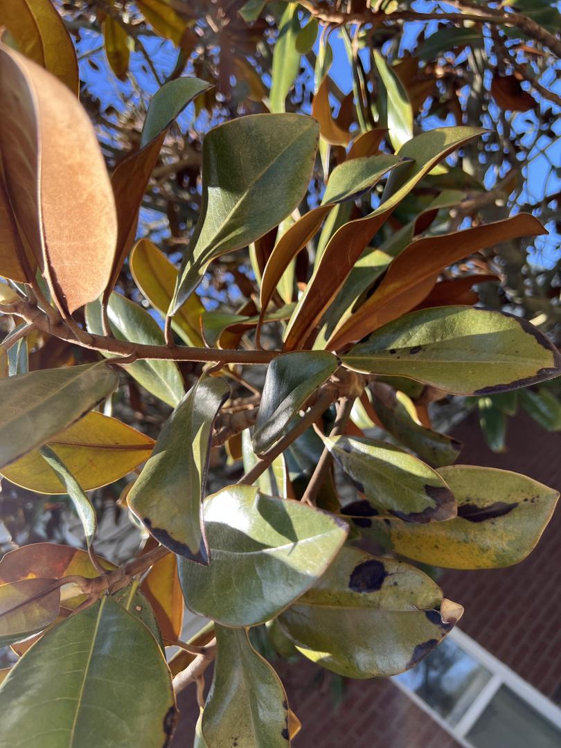 Southern magnolia leaves with signs of winter damage. Southern magnolia leaves with signs of winter damage.